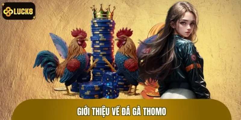 Giới thiệu về lịch sử phát triển đá gà Thomo kịch tính
