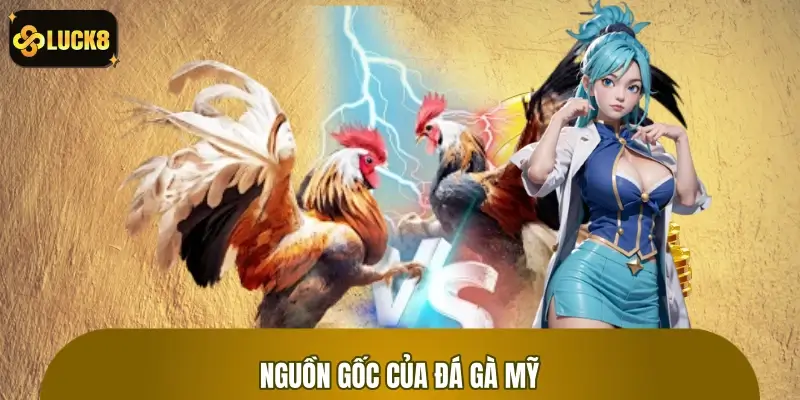 Nguồn gốc giống gà Mỹ và quá trình lai tạo hàng trăm năm