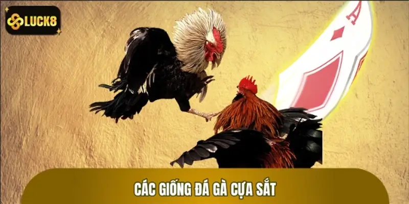 Những giống gà thường được sử dụng đá gà cựa sắt