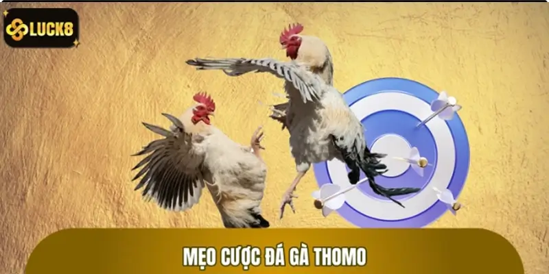 Tip chuẩn khi chơi chọi kê Thomo để đạt hiệu quả tối ưu